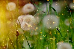 Dandelion Common flowers