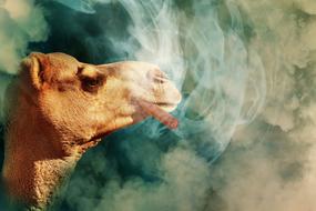 drawn camel with a cigar