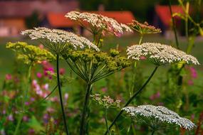 macro photo of dill flowers