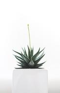 green Plant Succulent