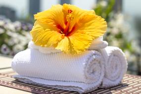 Towel and Hibiscus
