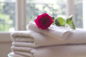red Rose on stack of Clean Towels