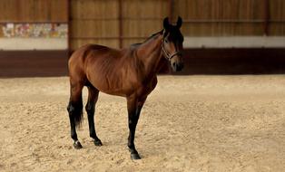 brown horse on the sand in the arena