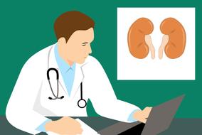 kidney anatomy biology drawing