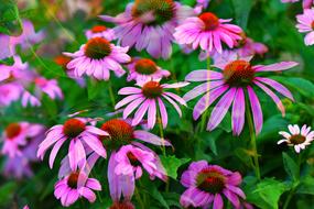 Coneflower Sun Hat
