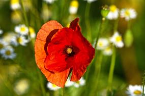 red poppy on a camomile field