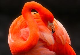 red Bird Flamingo