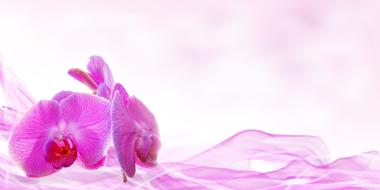 Wellness pink Beauty Flower