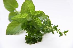ravishing Herbs Mint Thyme