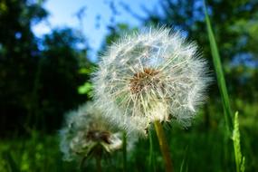 white Dandelion Plant Seed