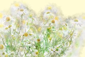 Chamomile Flowers drawing