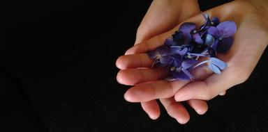 Violet Flowers Hands