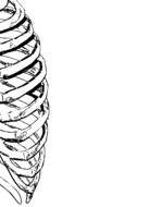 cage ribs rib drawing