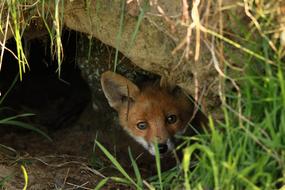 fox in a hole close up