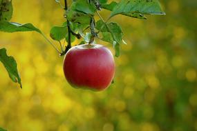 Glossy red apple with green leaves