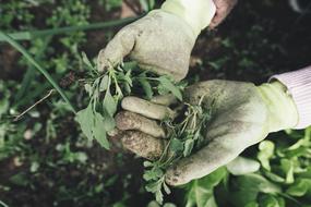 Gardening Agriculture hand