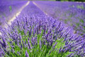 Lavender Cultivation violet