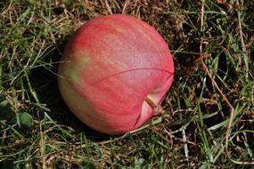 Apple Nature Delicious red