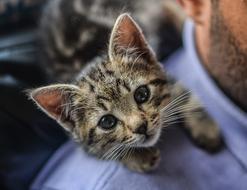 grey Kitten on male shoulder