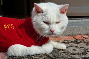 White Cat Animalin red