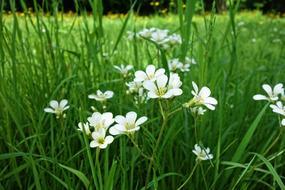 cute addersmeat flowers