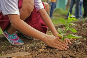 Planting Environment person