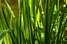 Beewort Calamus Root