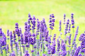 violet Lavender