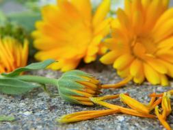 Calendula flowers, macro, herbal medicine