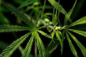 green Weed Plant Smoking