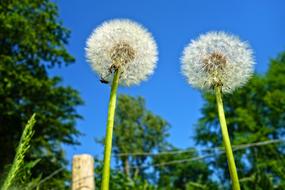 Dandelion Plant Seed