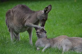 Kangaroo cleaning its child
