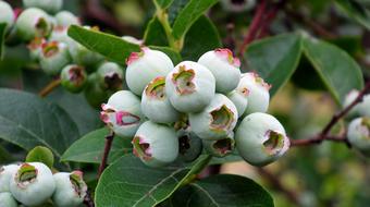 small Bilberry American Fruit