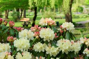 Rosenbaum Blossom
