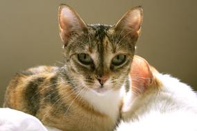 Adorable Adult cat