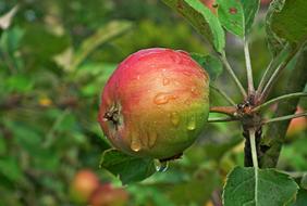 Apple Fruit water drop