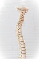 Spine bones with Discs