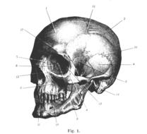 skull profile engraving head drawing