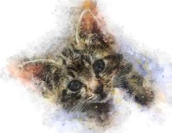pet animal kitty drawing