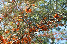 bright ripe berries of sea buckthorn on a branch