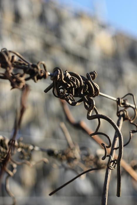 Old withered vine free image download