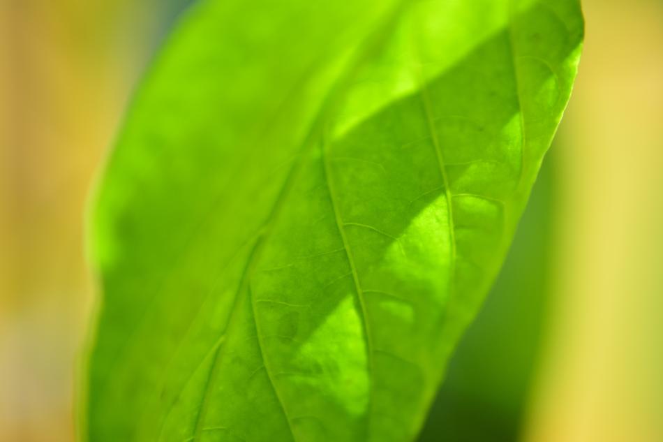 close up of the green leaf
