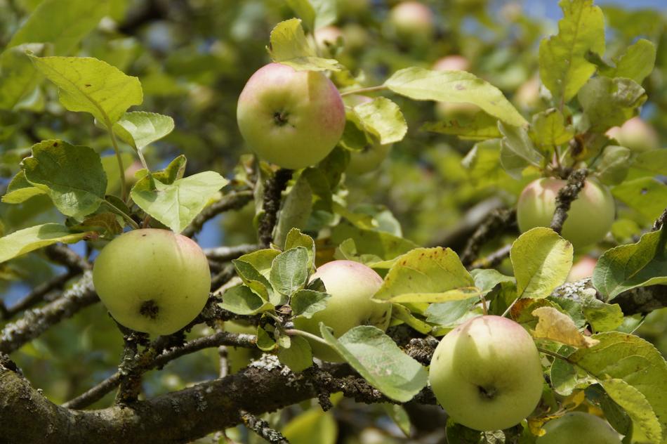 Apple Tree Aesthetic