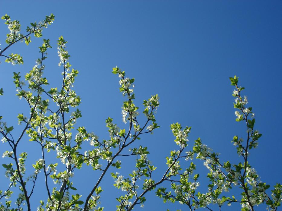 spring trees against the sky