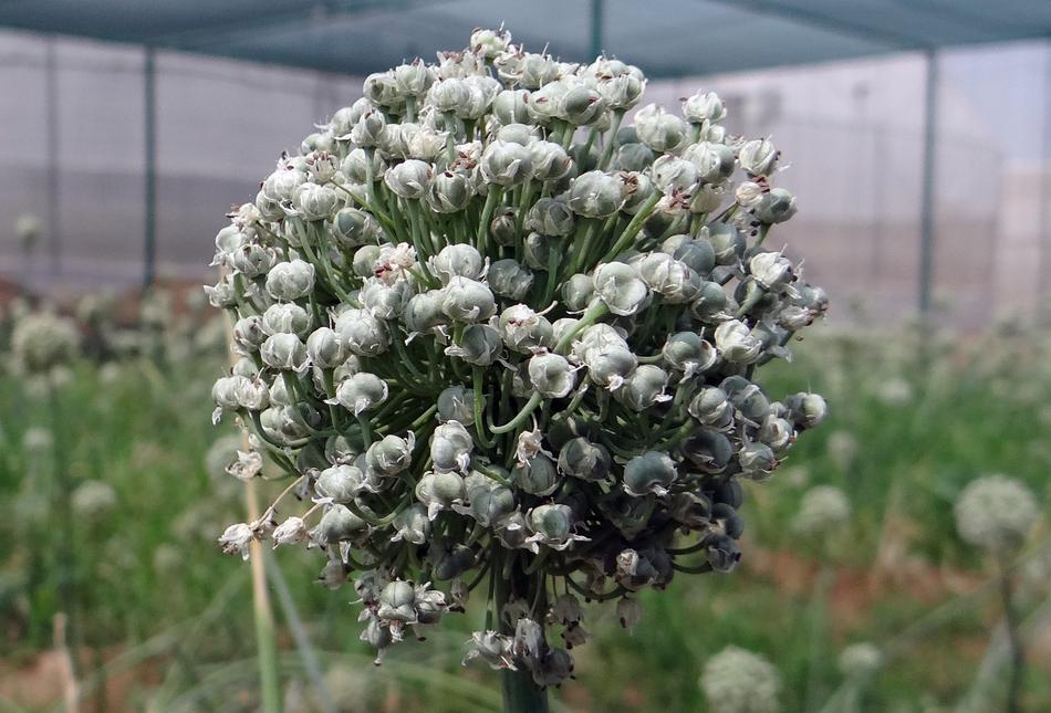 Onion flower in bloom