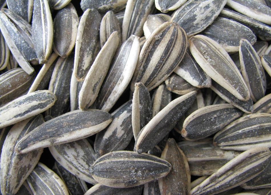 close up of the seeds
