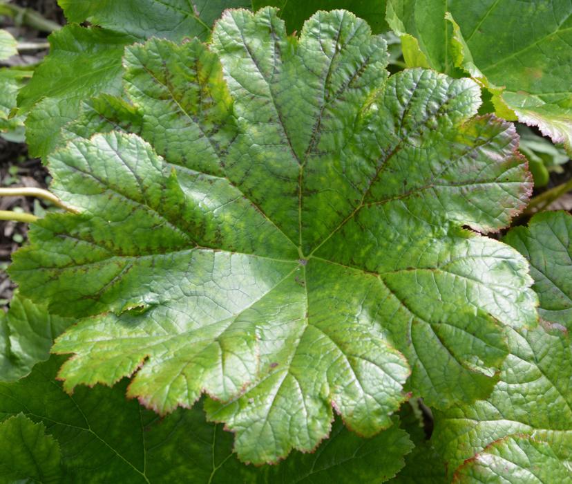 Leaf Green Plant Nature