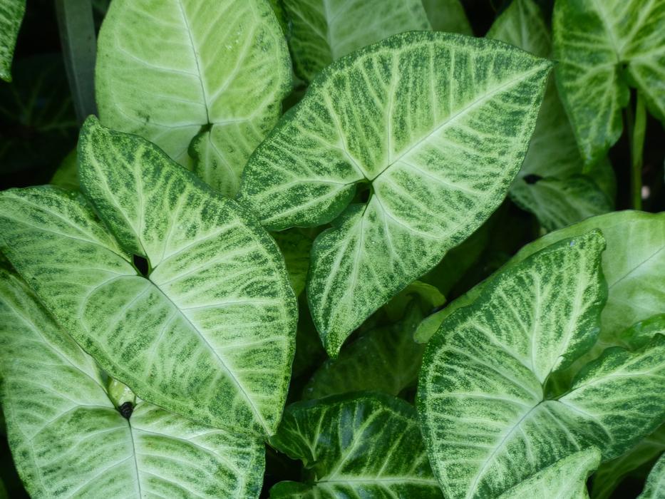 Green leaves with white stripes free image download