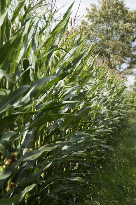 green beautiful corn leaves