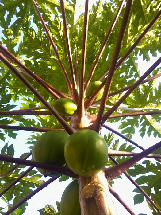 sweet papaya on a tree